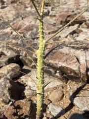Cleome angustifolia diandra