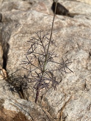 Cleome angustifolia diandra