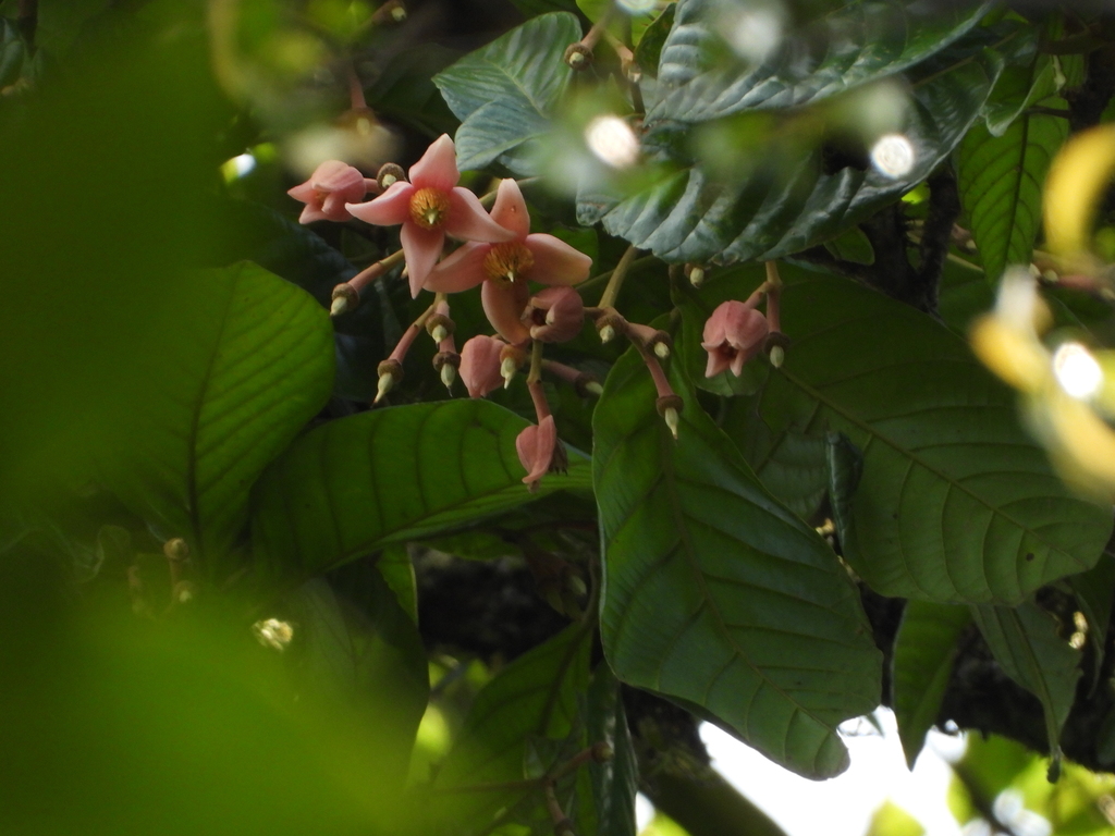 Sloanea synandra