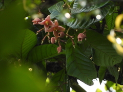 Sloanea synandra