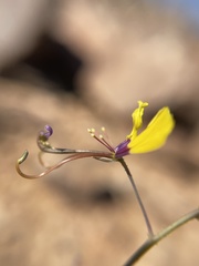 Cleome angustifolia diandra