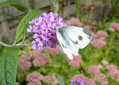 Pieris mannii