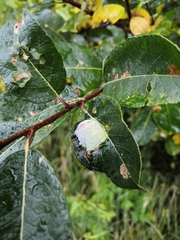 Euura pustulator