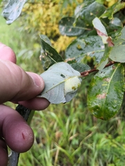 Euura pustulator