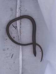 Ophisaurus ventralis