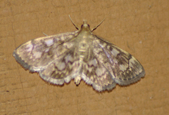 Anania coronata