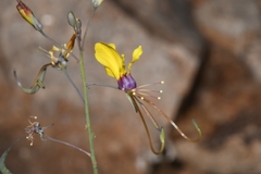 Cleome angustifolia diandra