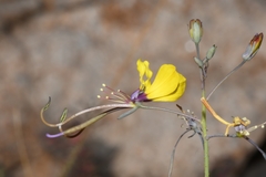 Cleome angustifolia diandra