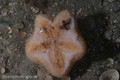 Pterasteridae