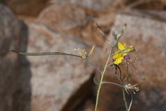 Cleome angustifolia diandra