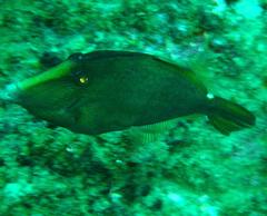 Cantherhines pardalis