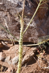 Cleome angustifolia diandra