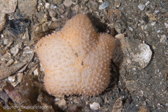 Pterasteridae