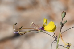 Cleome angustifolia diandra