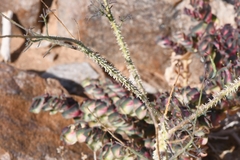 Cleome angustifolia diandra