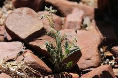 Trichodesma africanum