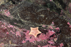 Odontaster penicillatus