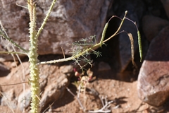 Cleome angustifolia diandra