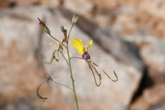 Cleome angustifolia diandra