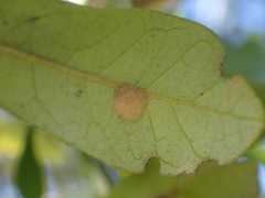 Druon quercuslanigerum