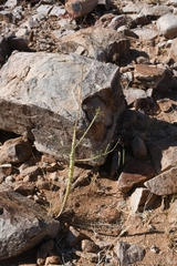Cleome angustifolia diandra