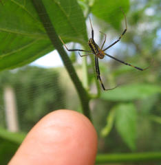 Trichonephila senegalensis