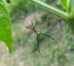 Trichonephila senegalensis
