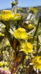 Leucadendron verticillatum