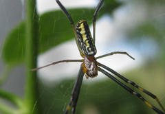 Trichonephila senegalensis