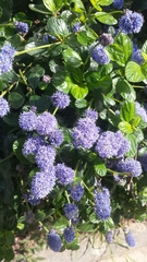 Ceanothus thyrsiflorus griseus
