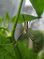 Trichonephila senegalensis