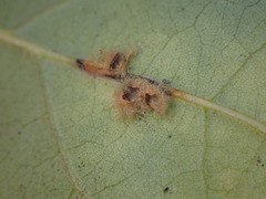 Druon quercuslanigerum