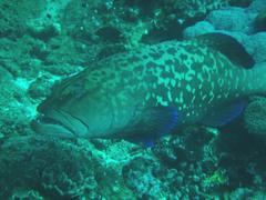 Plectropomus punctatus