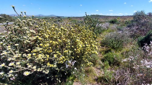 Image of Leucadendron verticillatum by (c) Jacques van der Merwe, some rights reserved (CC BY-SA)