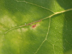 Druon quercuslanigerum