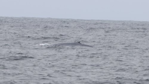 Blue whale