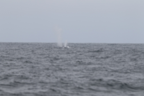 Blue whale