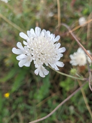 Scabiosa praemontana