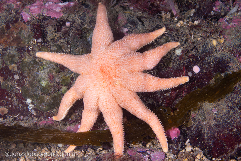 Antarctic Sun Star