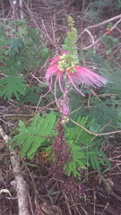 Calliandra houstoniana calothyrsus
