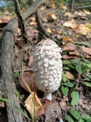 Coprinus comatus