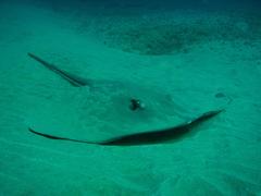 Pateobatis jenkinsii