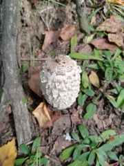 Coprinus comatus
