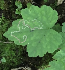 Phytomyza tigris