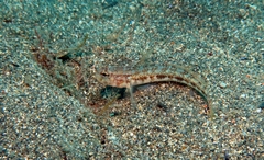 Gobius roulei