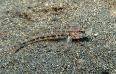 Gobius roulei