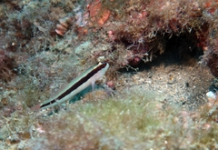 Gobius vittatus