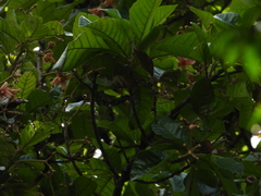 Sloanea synandra