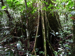 Sloanea synandra