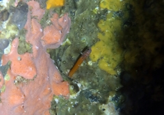 Microlipophrys nigriceps